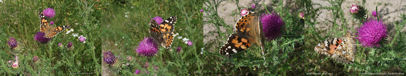 motyl rusaka osetnik